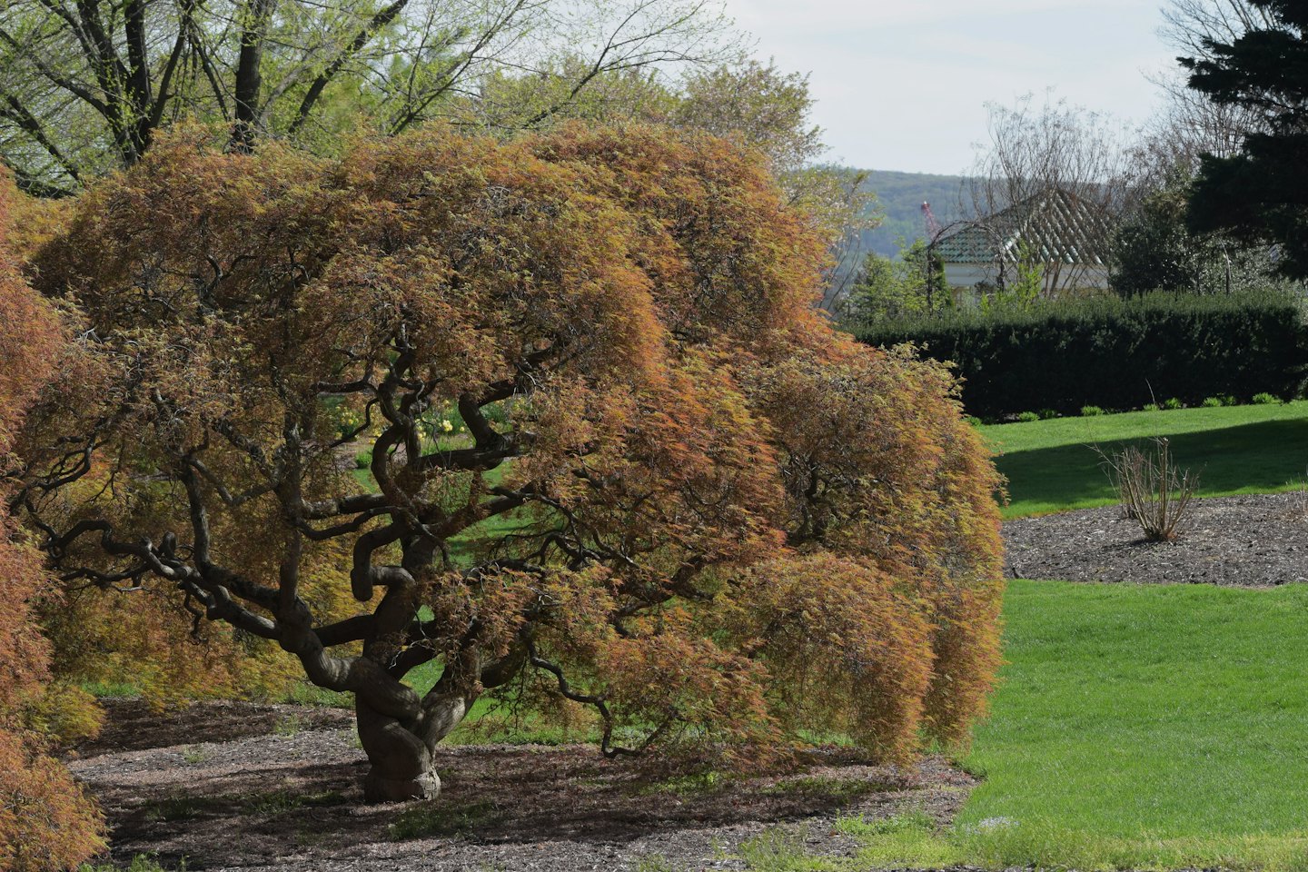 Ein großer Trauerbaum mit rötlichem Laub steht in einem Garten.