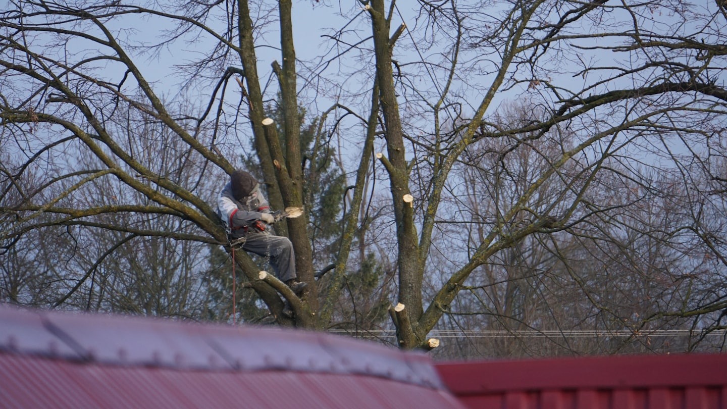 Ein Baumpfleger in Schutzkleidung schneidet einen Baum mit einer Kettensäge.
