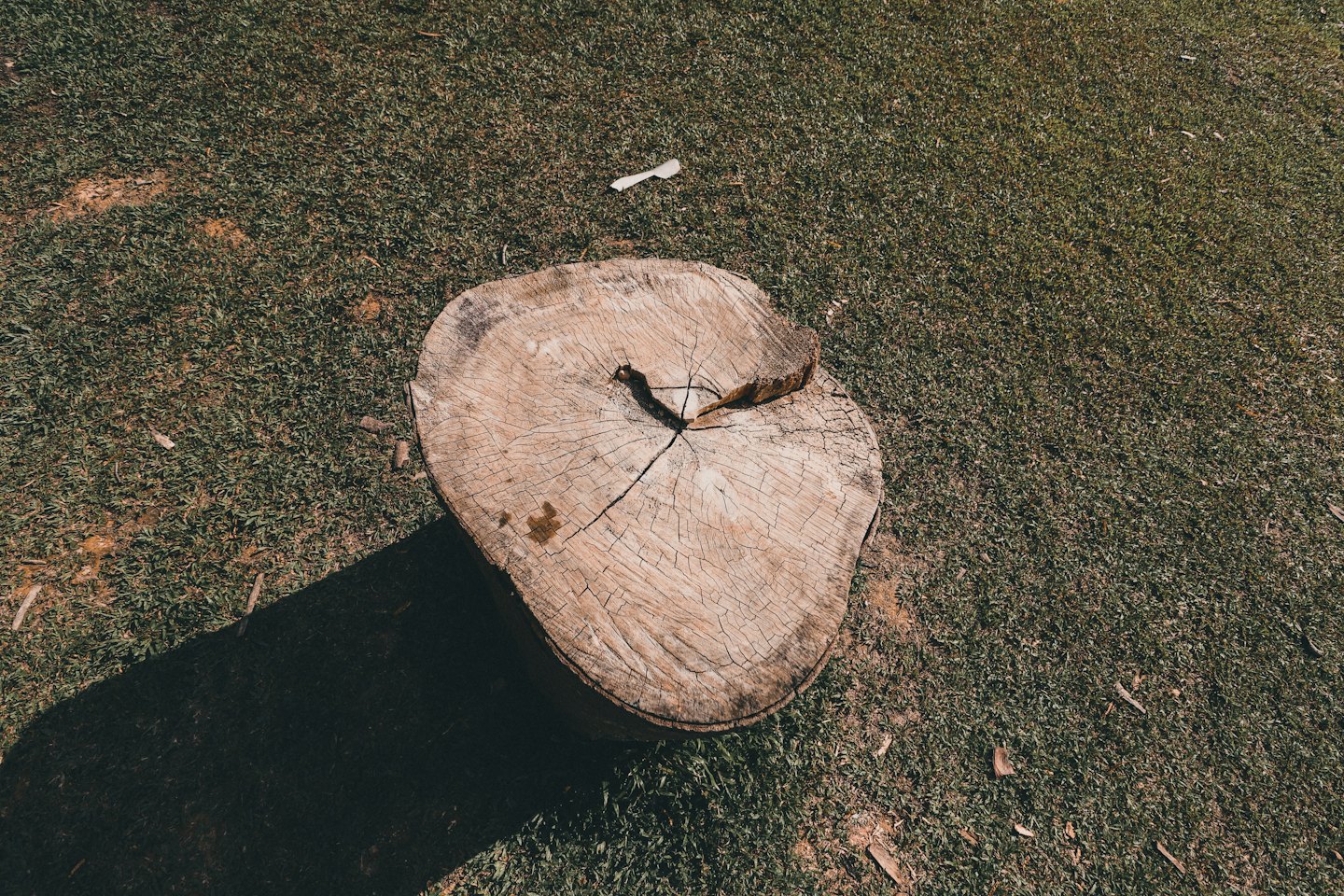 Baumstumpf mit sichtbaren Jahresringen im Gras.